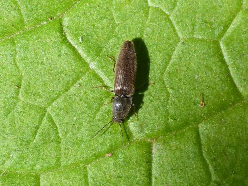 Réf. 282 023 : Athous haemorrhoidalis
